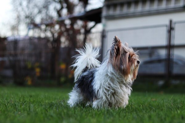 Biewer Terrier Standing Alert On Grass