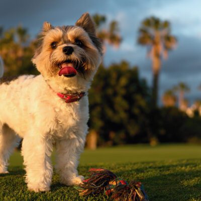 Biewer Terrier