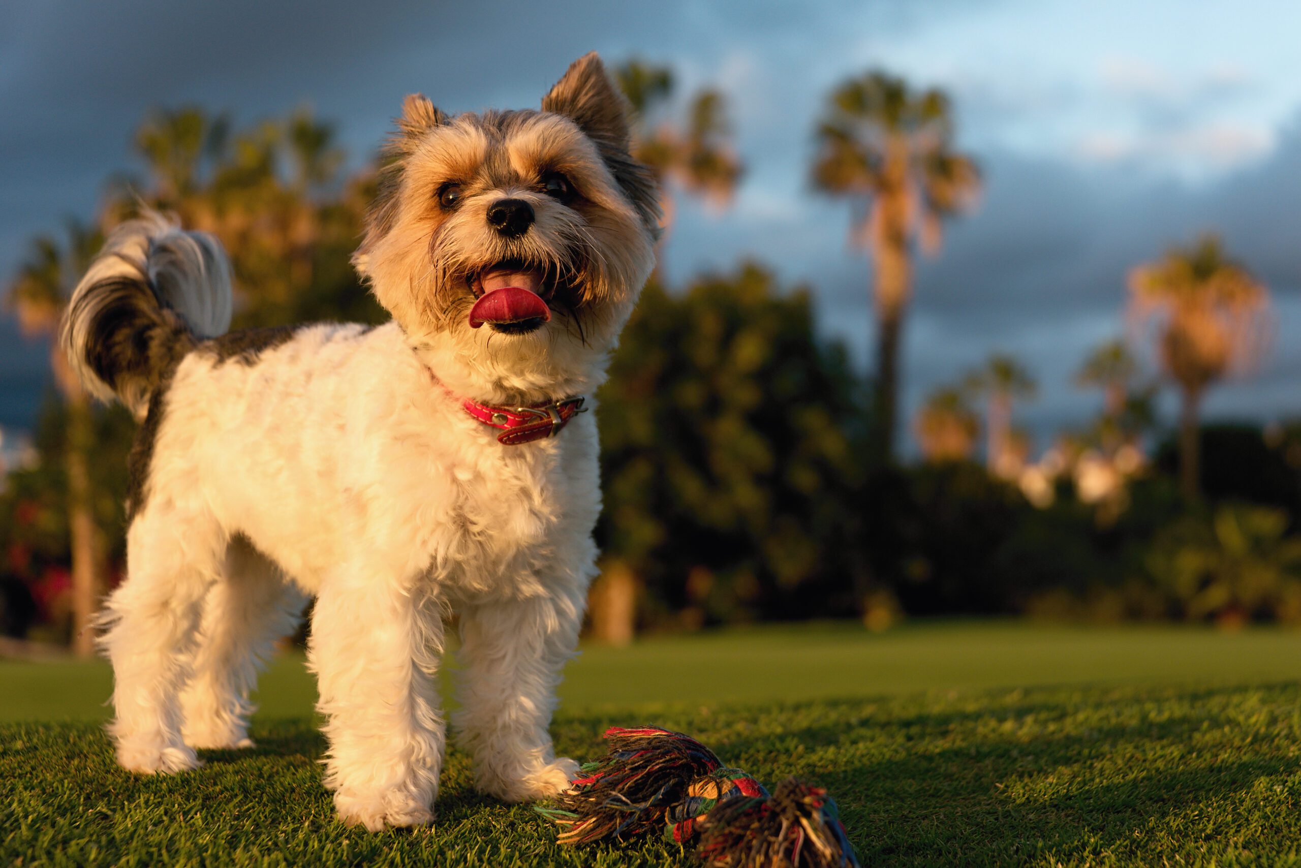 Biewer Terrier Adoption Guide