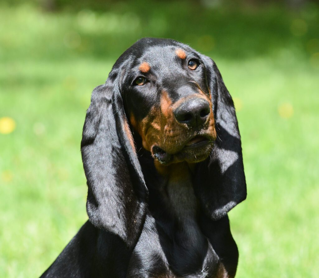 Black And Tan Bloodhound Close Up Portrait