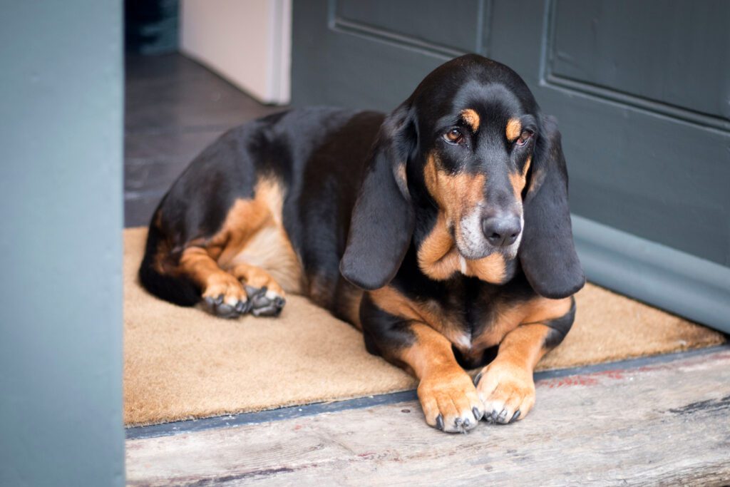 Black And Tan Bloodhound Lying Indoors