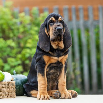 Bloodhound