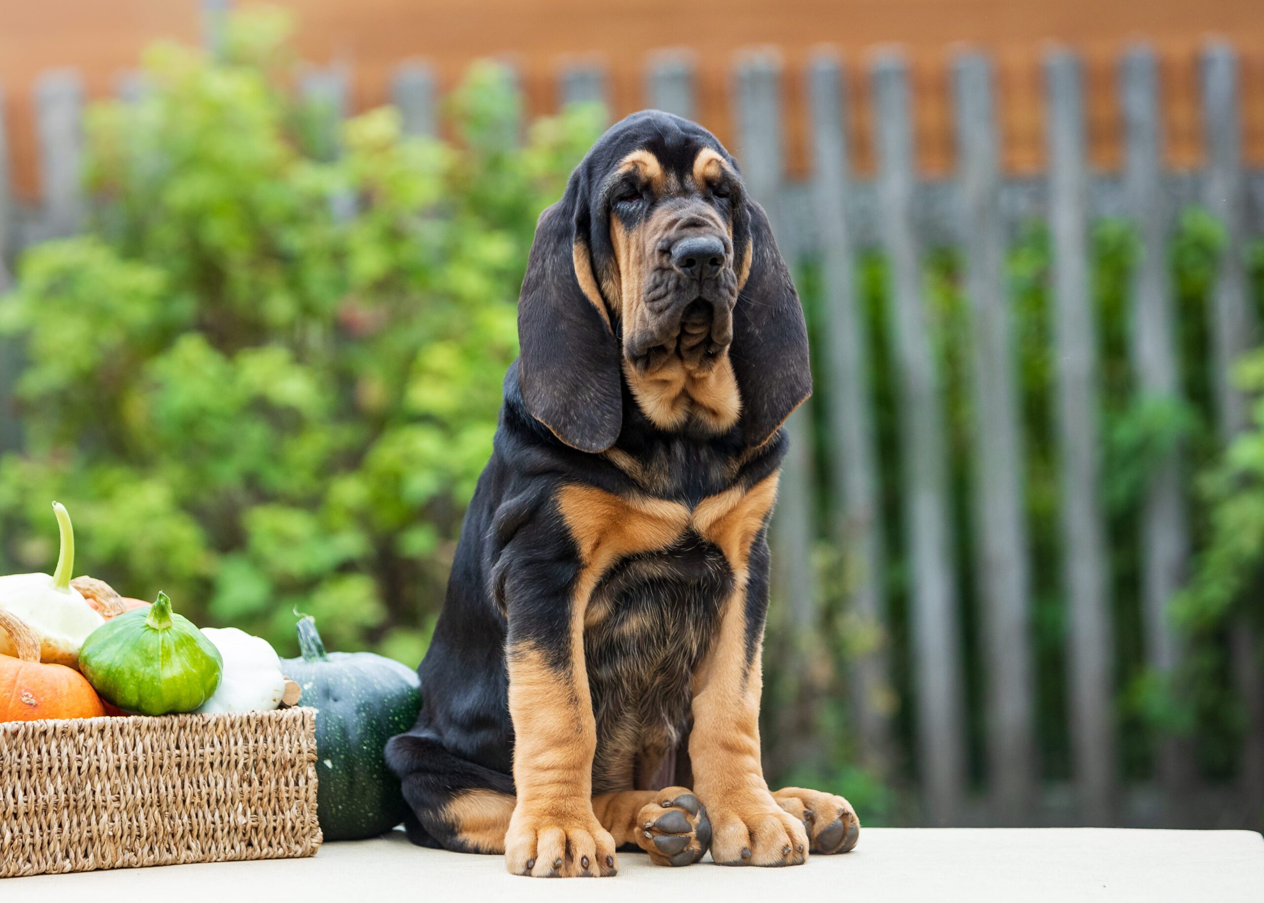 Bloodhound Adoption Guide