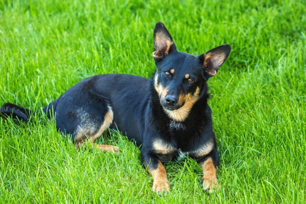 Black And Tan Kelpie Lying On Green Grass