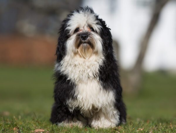 Black And White Havanese Dog Portrait Outdoors