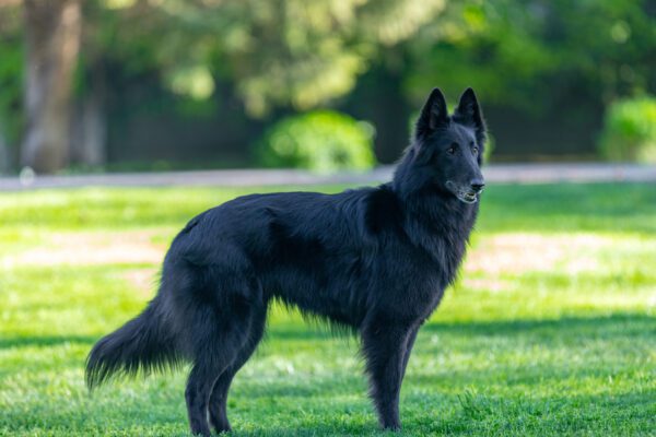 Black Belgian Shepherd Standing Alert On Grass