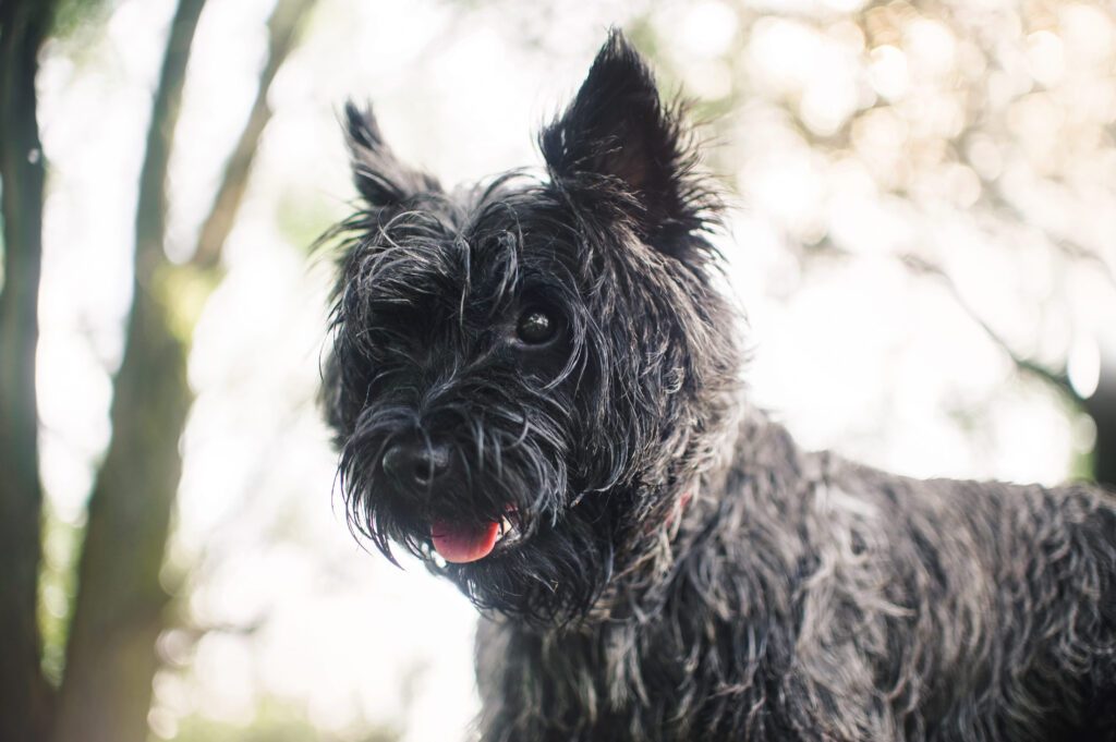 Black Cairn Terrier Close Up Portrait Outdoors