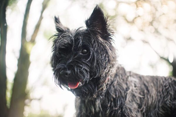 Black Cairn Terrier Close Up Portrait Outdoors