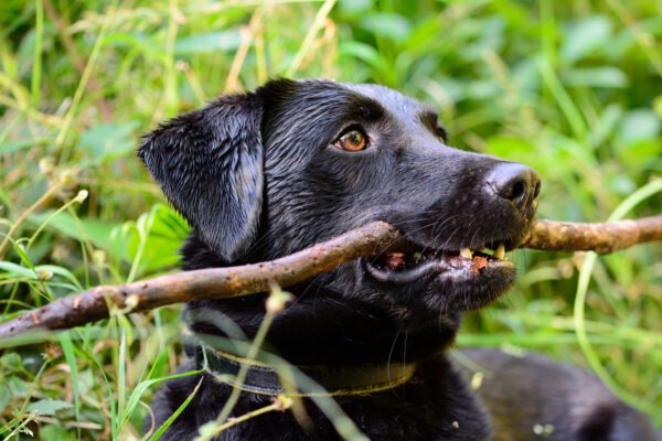Black Lab Holding Stick While Lying In Grass
