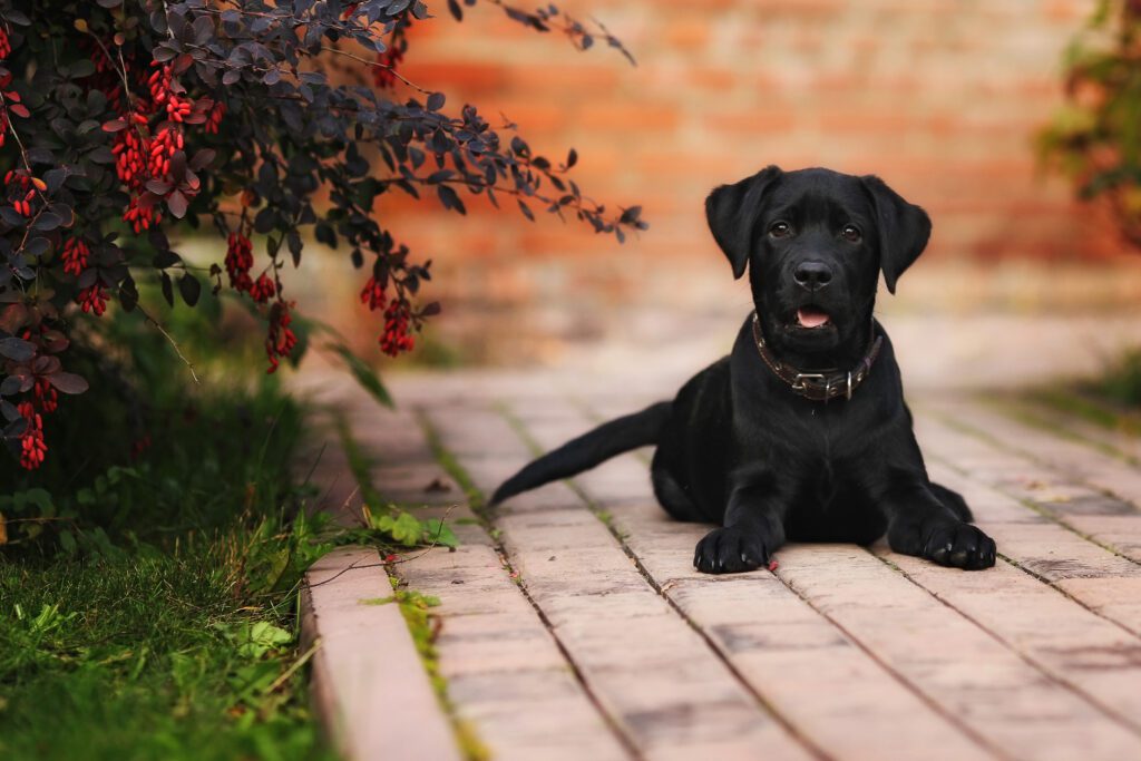 Black Lab Lying Calmly On Brick Patio