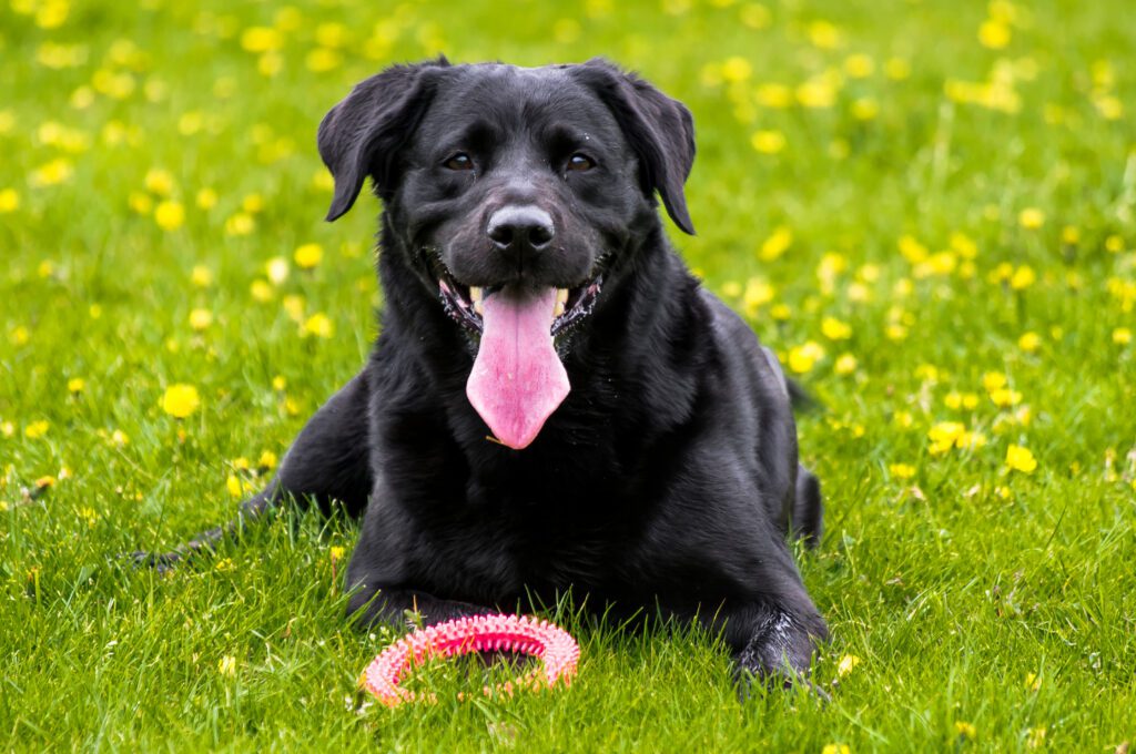 How to Adopt a Black Lab