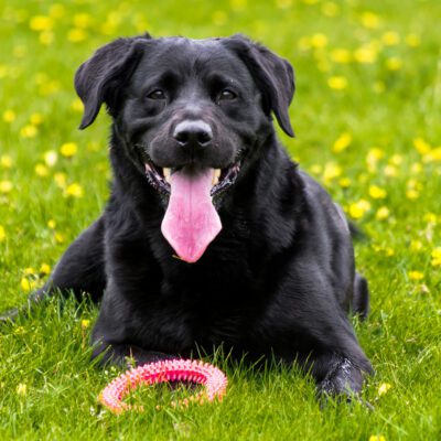 Black Lab