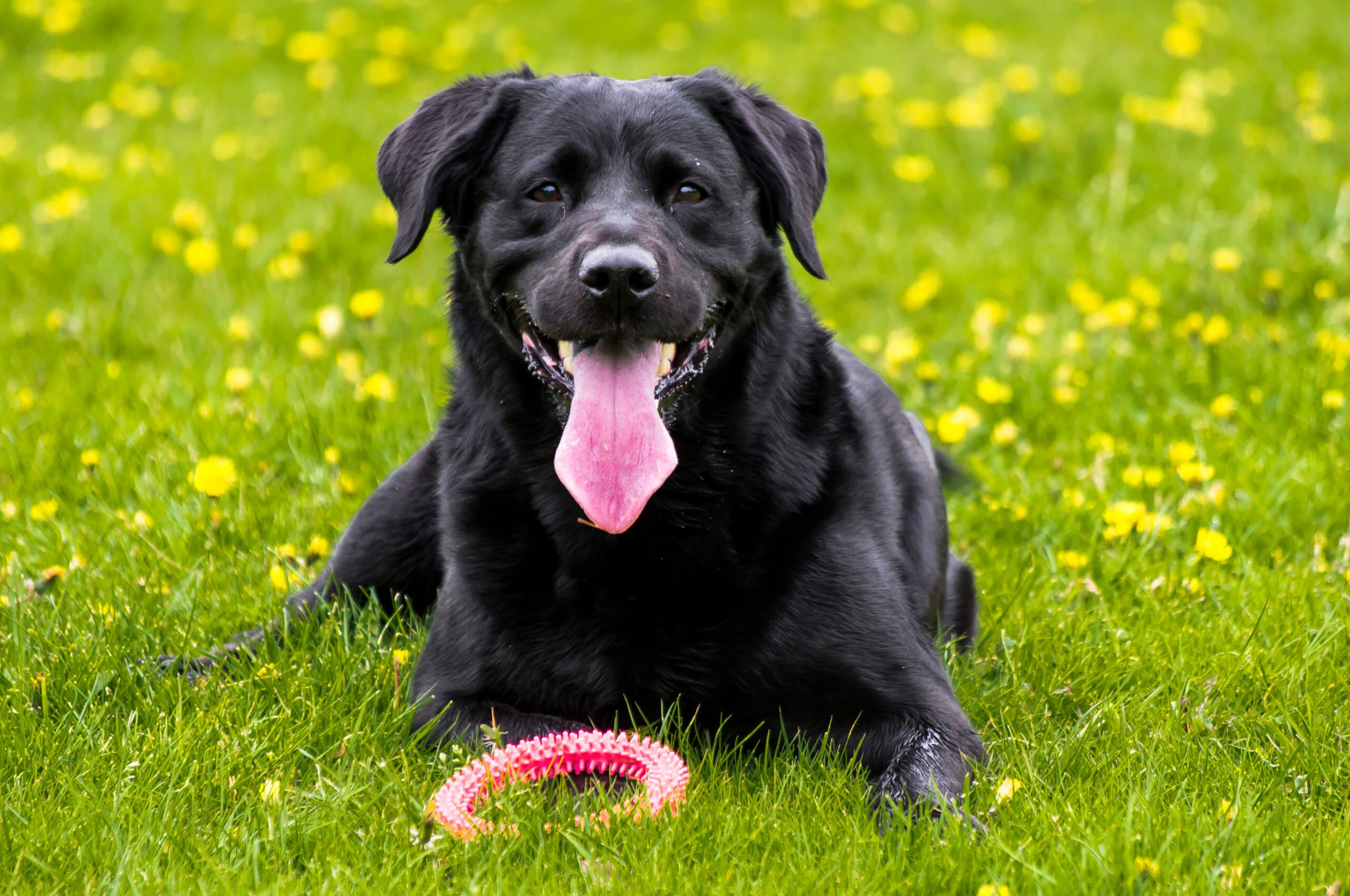 Black Lab Adoption Guide