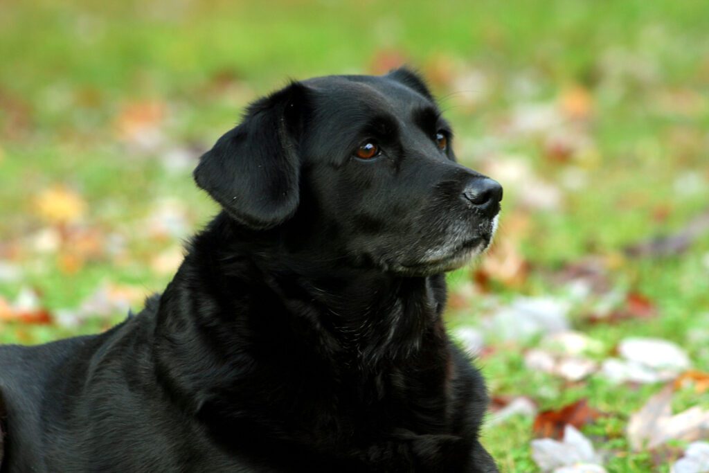 Black Lab Portrait Outdoors With Green Background