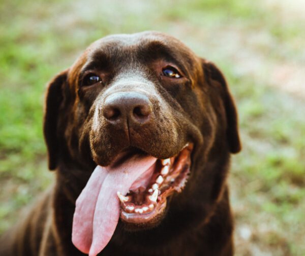 Black Lab Smiling Close Up Portrait
