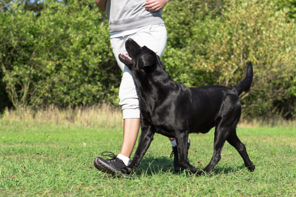 Black Lab Walking Beside Owner In Park