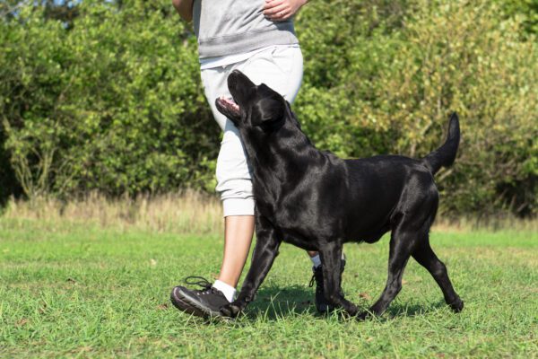 Black Lab Walking Beside Owner In Park