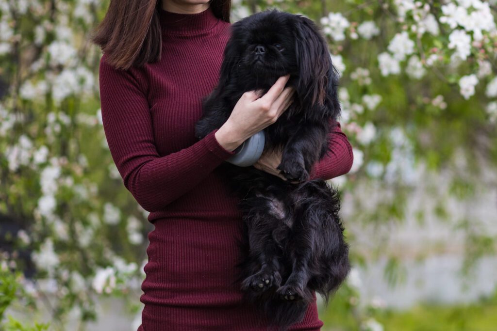 Black Pekingese Dog Being Held By Woman Outdoors