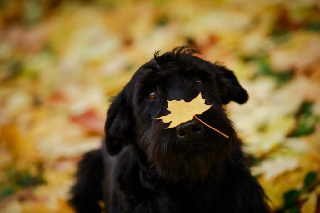 Black Russian Terrier Holding Autumn Leaf In Mouth