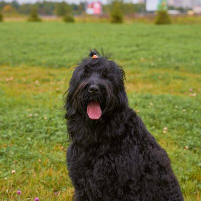 Black Russian Terrier
