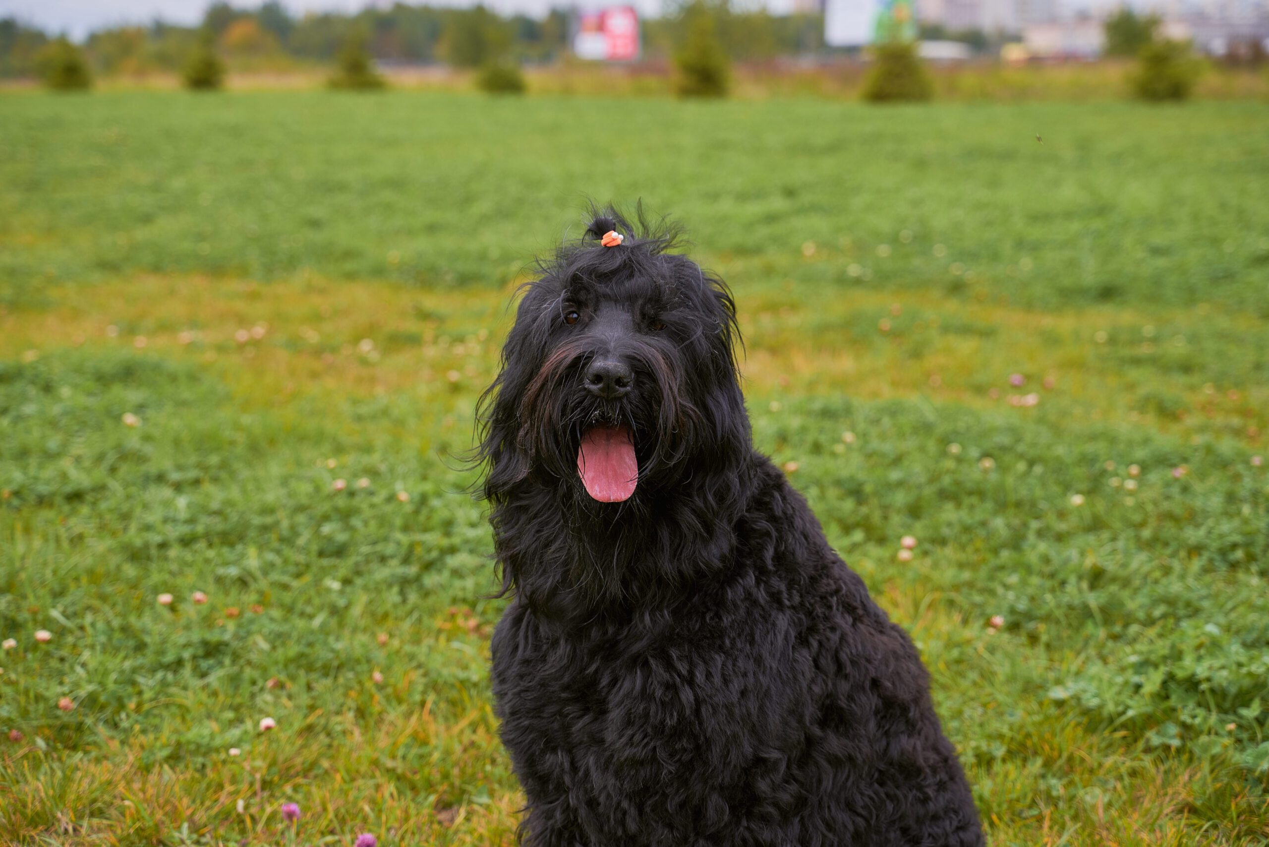 Black Russian Terrier Adoption Guide
