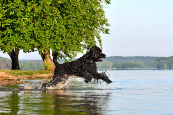 Black Russian Terrier Running Through Water Near Tree