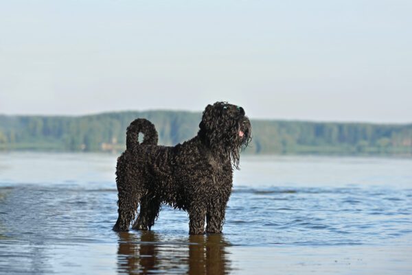 Black Russian Terrier Standing In Water Outdoors