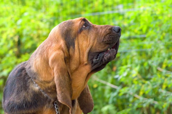 Bloodhound Looking Up In Green Field