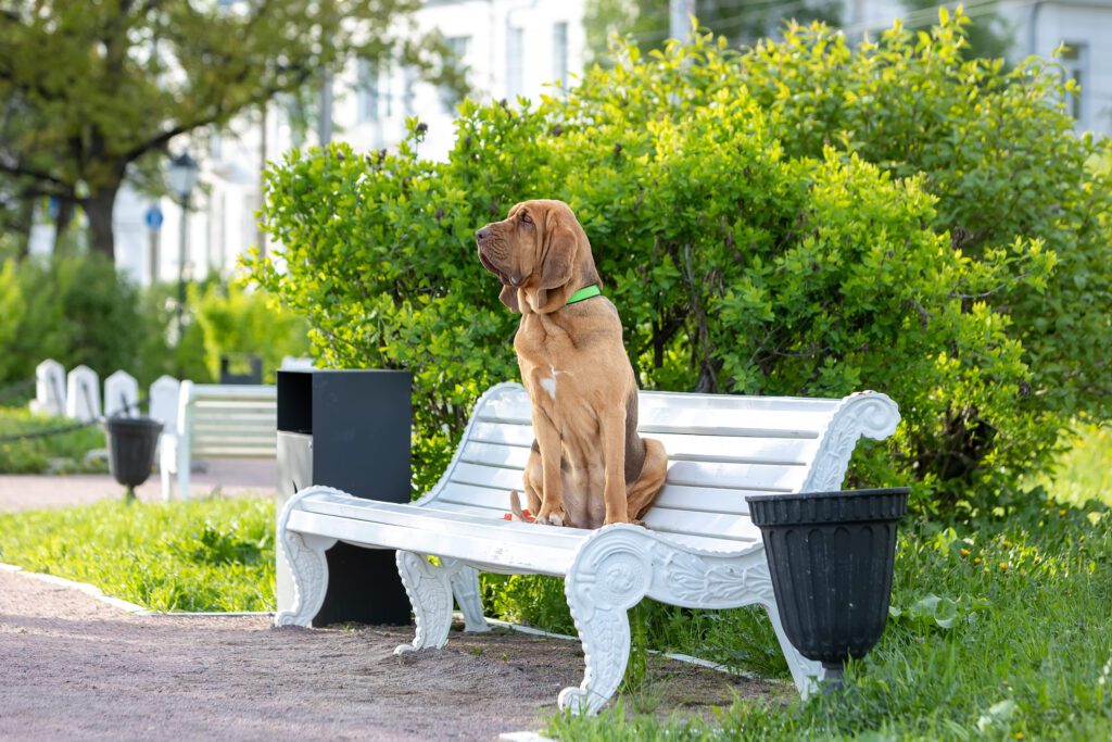 Bloodhound Sitting On Park Bench Outdoors