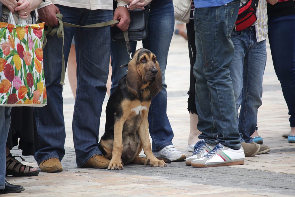 Bloodhound Sitting With Owners Outdoors