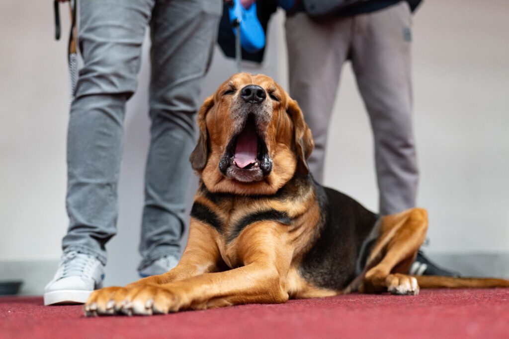 Bloodhound Sitting Yawning Beside Owner Outdoors