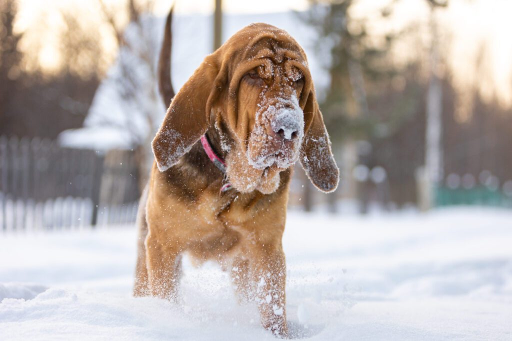 Bloodhound Standing Outdoors In Winter Snow