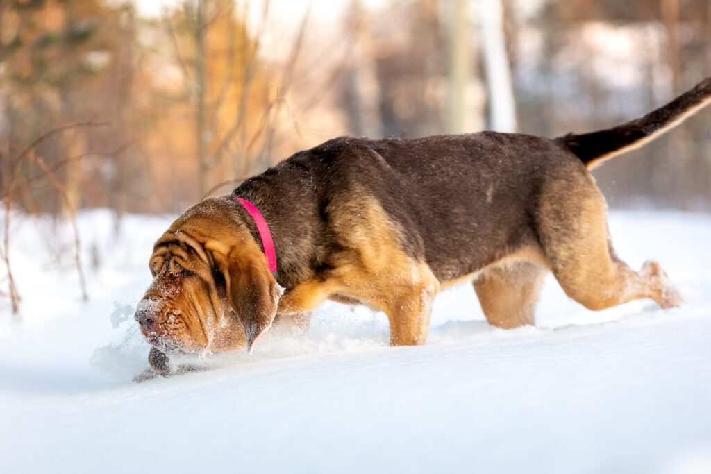 Bloodhound Tracking Scent With Nose To Snowy Ground Outdoor