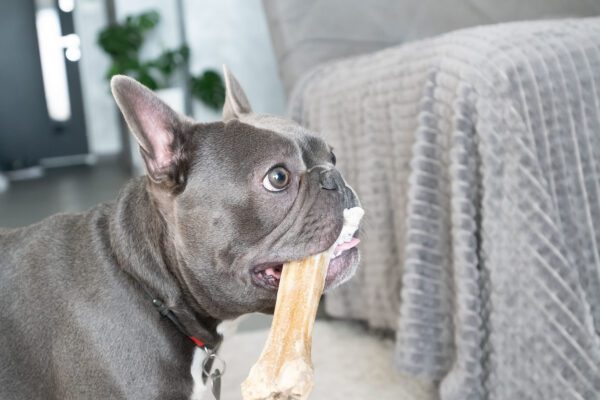Blue French Bulldog Chewing Bone Indoors