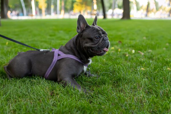 Blue French Bulldog Lying On Grass With Leash