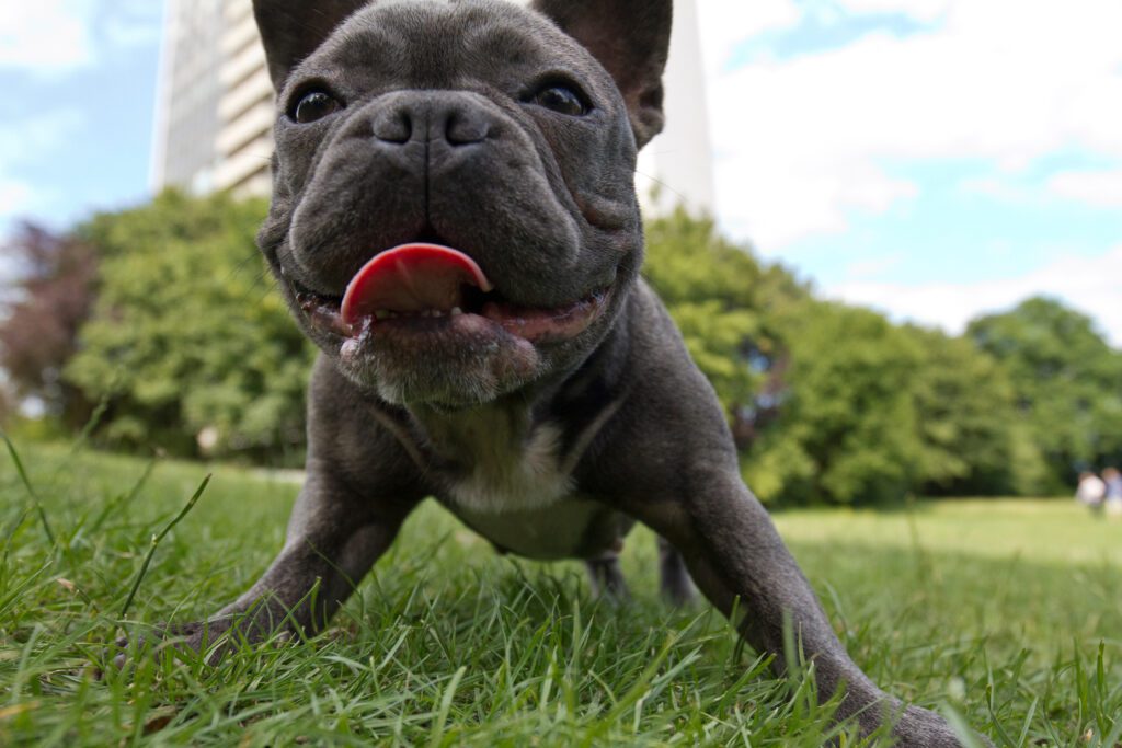 Blue French Bulldog Playing On Grass Outdoors With Tongue Out
