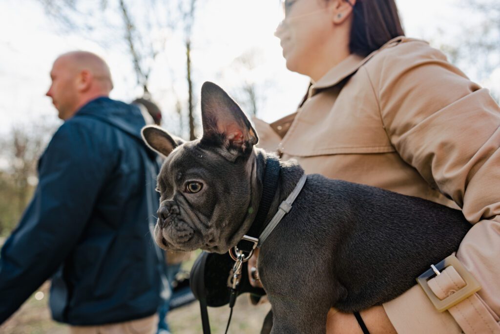 Blue French Bulldog Sitting Beside Owner Outdoors