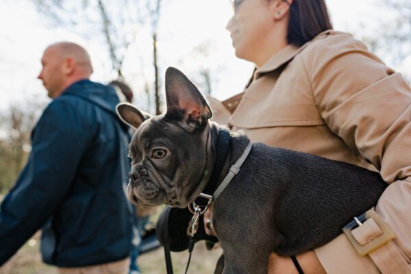 Blue French Bulldog Sitting Beside Owner Outdoors