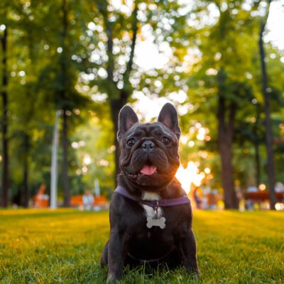 Blue French Bulldog