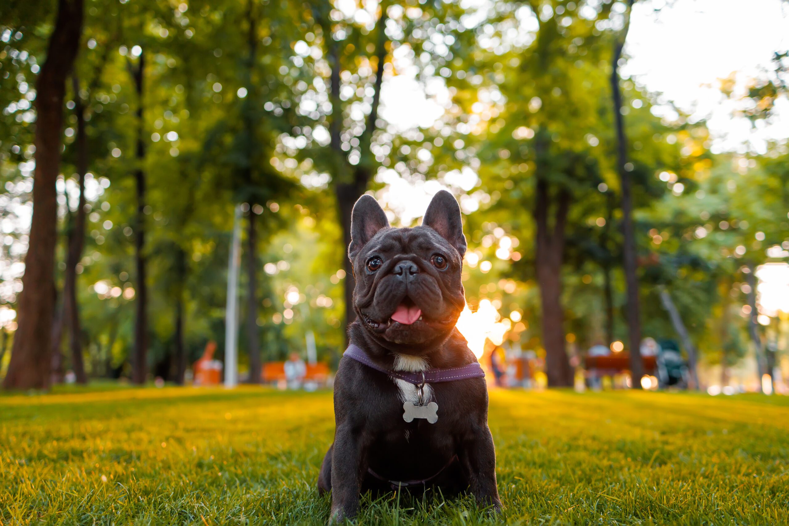Blue French Bulldog Adoption Guide