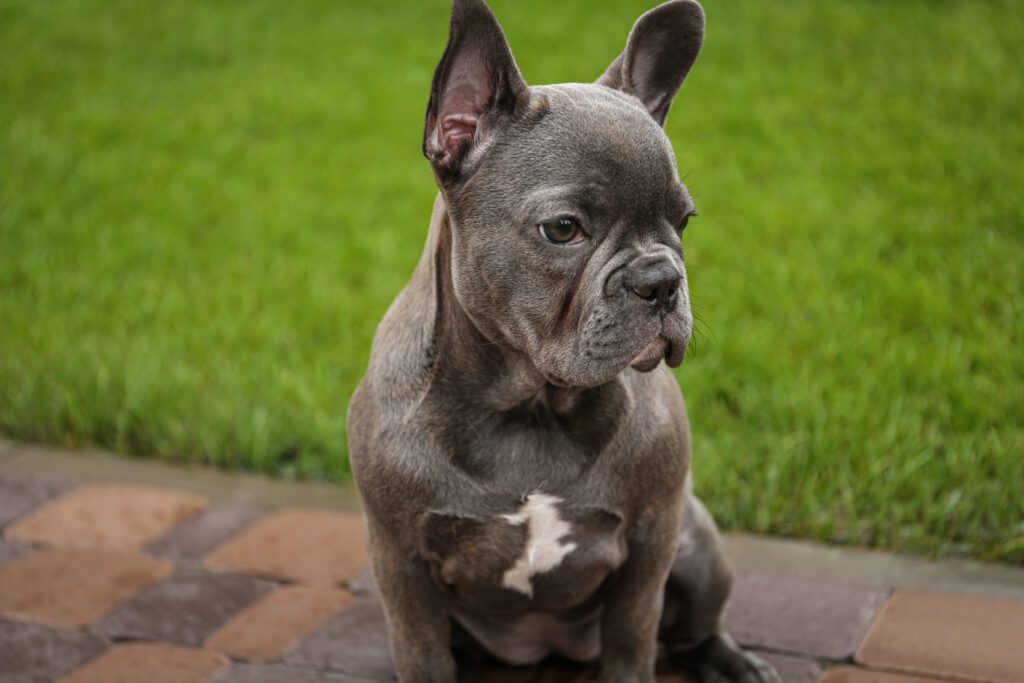 Blue French Bulldog Sitting On Grass Portrait
