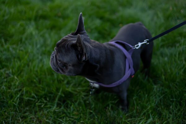 Blue French Bulldog Wearing Harness On Grass