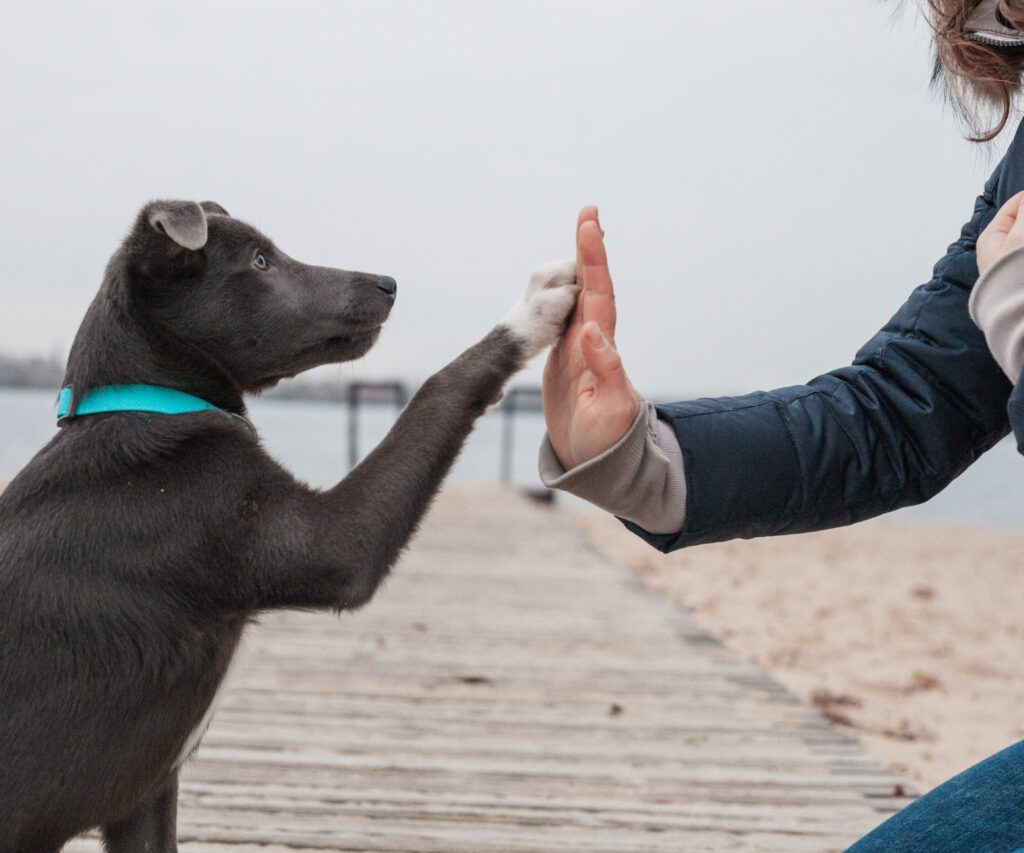Blue Lacy Dog Giving High Five To Owner Outdoors