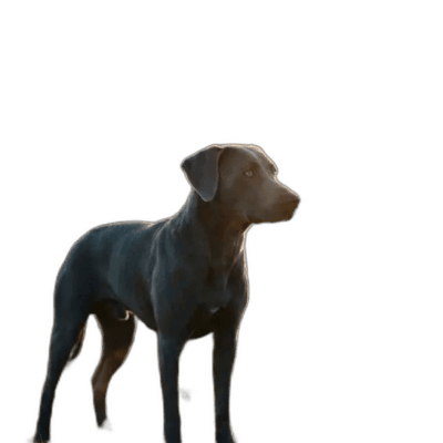 Blue Lacy