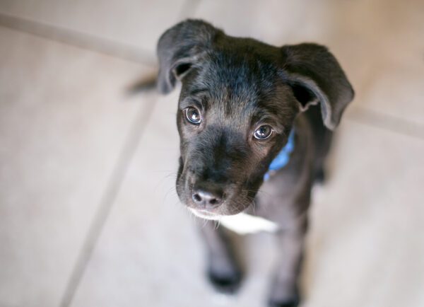 Blue Lacy Puppy Close Up Portrait