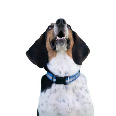 Bluetick Coonhound