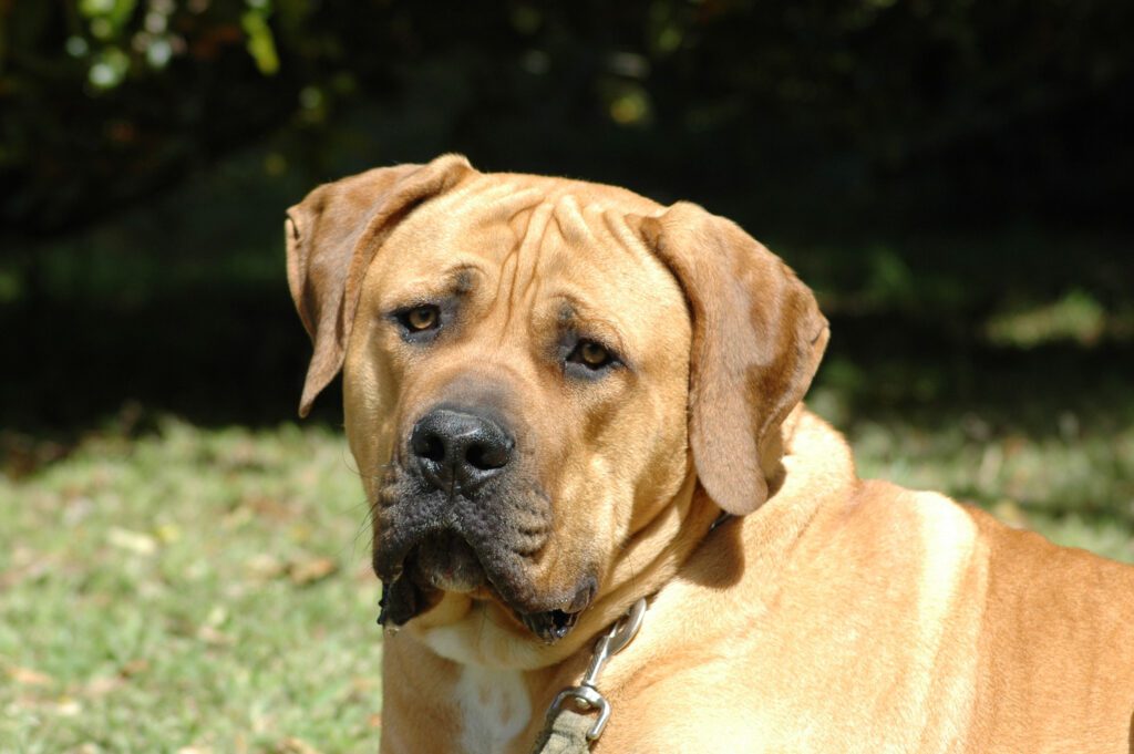 Boerboel Dog Close Up Face Portrait