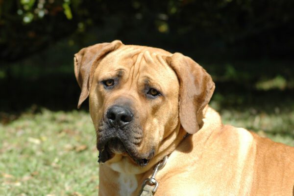 Boerboel Dog Close Up Face Portrait