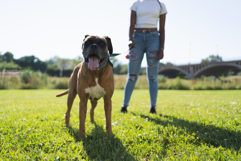 Boerboel Standing Beside Owner Outdoors