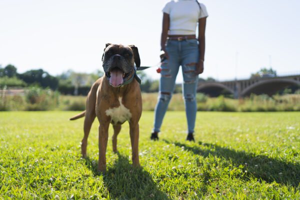 Boerboel Standing Beside Owner Outdoors